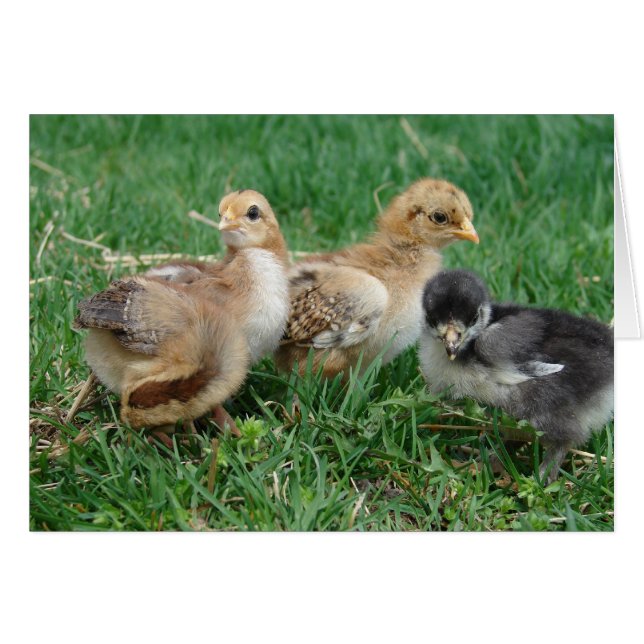4 Bantam Chicks (Devant horizontal)