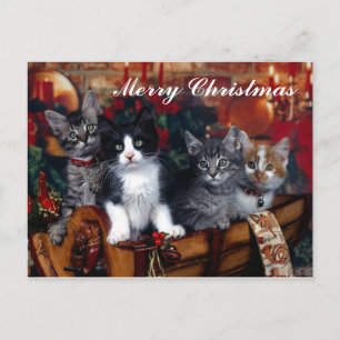 4 Chats Joyeux Noël Carte postale