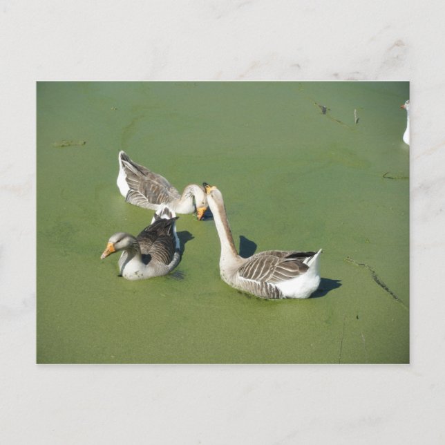 4 mars (59) Carte postale (Devant)