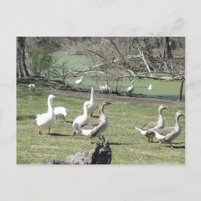 4 mars_Park Ducks #2 Carte postale (Devant)