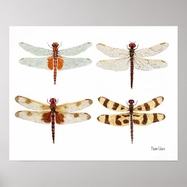 4 Poster d'Art Dragonflies (Devant)