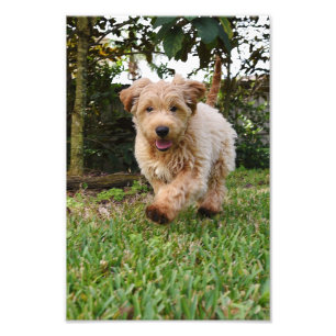 4x6 photo chiot doodle doré