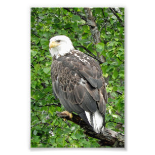 4x6 photo d'aigle