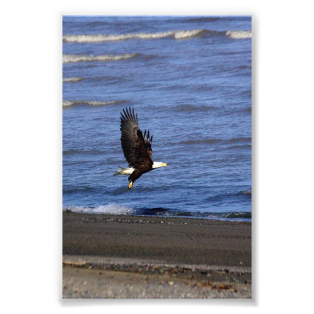 4x6 photo of eagle (Devant)