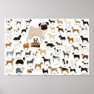 52 Poster Des Chiens De Race