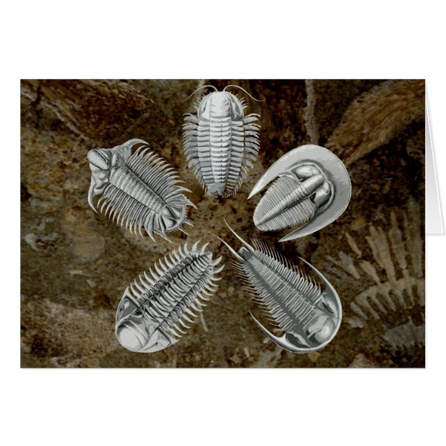 5 carte Trilobites (Devant Horizontal)
