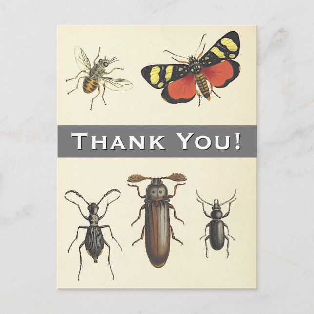 5 Insectes Vintages "Merci !" Carte postale (Devant)