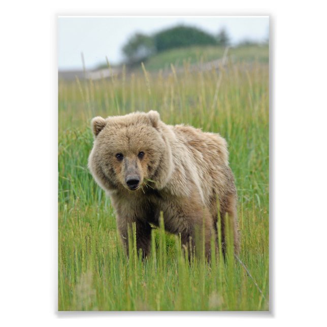 5x7 Satin photo de grizzli (Devant)