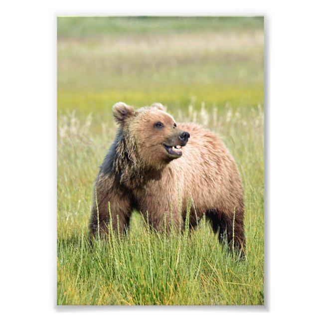5x7 Satin photo de grizzli (Devant)