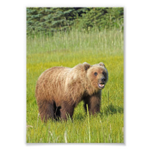 5x7 Satin photo de l'ours grizzli