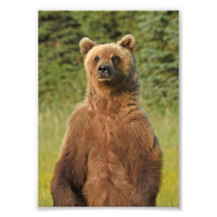 5x7 Satin photo de l'ours grizzli