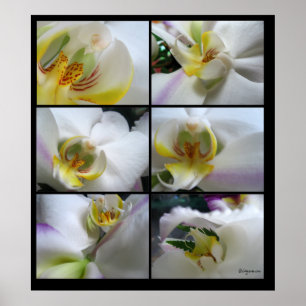 6 Orchidées blanches Phalaenopsis Poster Prints
