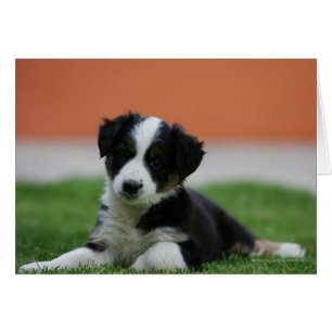 6 semaine vieux border collie