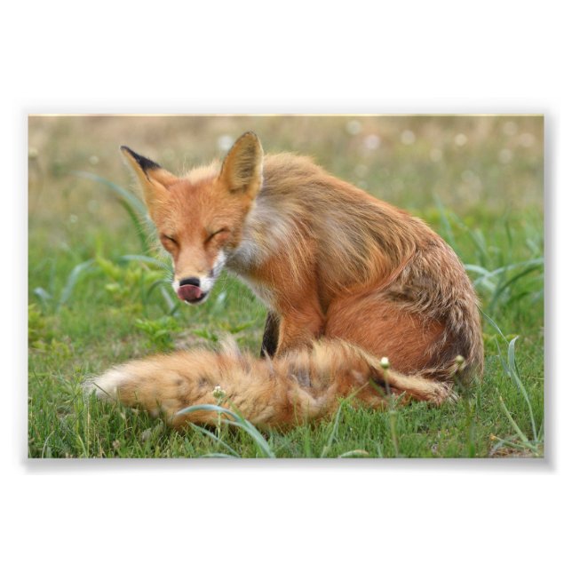 6x4 photo de renard (Devant)