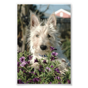 6x4 photo Scottish Terrier
