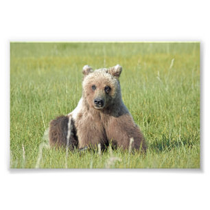 6x4 Satin Photo de l'ours grizzli