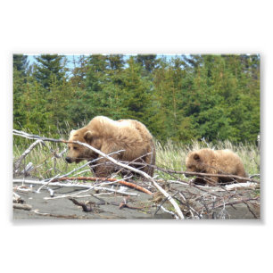 6x4 Satin Photo de l'ours grizzli et de l'ourson