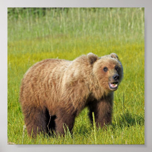 6x6 Poster Paper (Matte) de grizzli