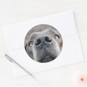 7,6 cm autocollant museau de dogue