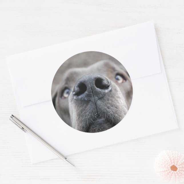 7,6 cm autocollant museau de dogue (Enveloppe)