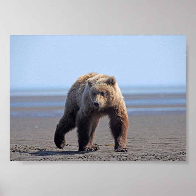 7x5 Poster Papier (Matte) de grizzli (Devant)