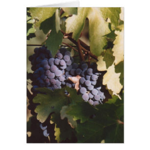 85. Raisins ensoleillés, le comté de Sonoma, CA