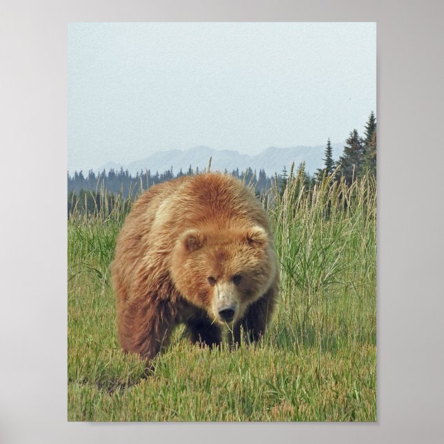 8,5x11 Poster Paper (Matte) de grizzli (Devant)