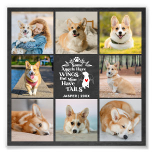 8 Photo Collage Animaux de compagnie Chien Perdre 