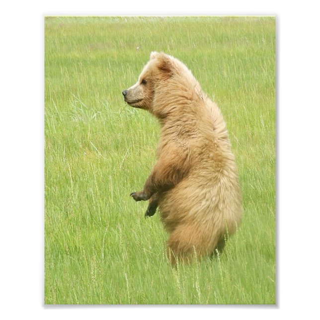 8x10 Photo satinée de l'ourson grizzli (Devant)