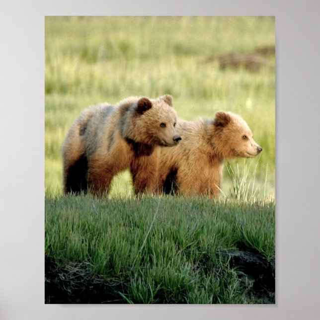 8x10 Poster Paper (Matte) of grizzly bear cubs (Devant)