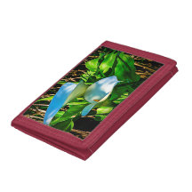 Portefeuille de zantedeschias