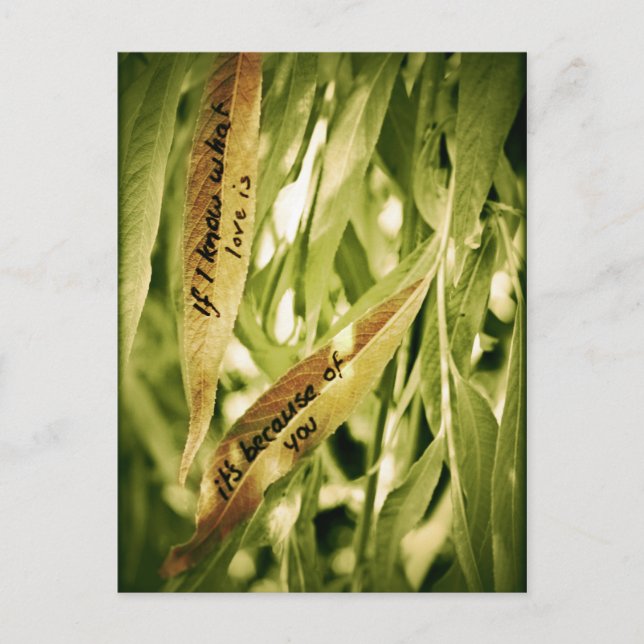 À cause de vous (amour) carte postale (Devant)