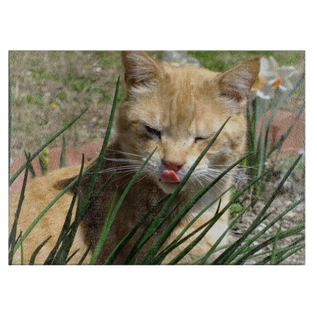 À Découper Orange Kitty dans la planche de découpe Rasperry d (Devant)