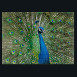 À Découper Planche de coupe en verre de Peacock<br><div class="desc">Trancher, découper et couper ! Équipez votre cuisine d'une planche à découper personnalisée en verre. Le cadeau parfait pour les gourmets et les hôtes de fête, notre planche de coupe en verre robuste vous apportera un sourire pendant que vous travaillez dans la cuisine Non seulement ils sont pratiques et durables,...</div>