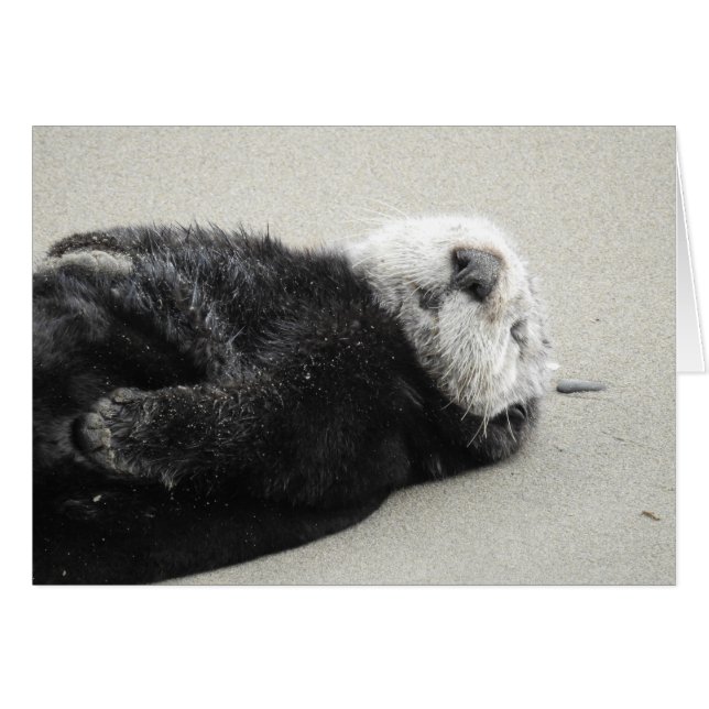 A dreaming sea otter (Devant horizontal)