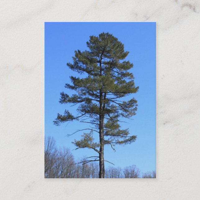 à feuillage persistant hiver cartes de visite bleu (Devant)