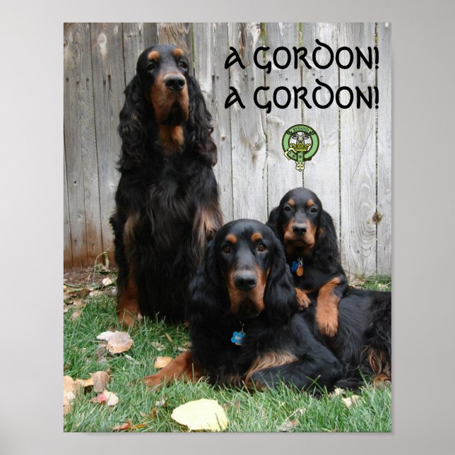A GORDON! A GORDON! Gordon Setter Poster (Devant)