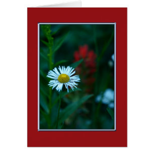 À l'intérieur, Fleur sauvage blanc de marguerite