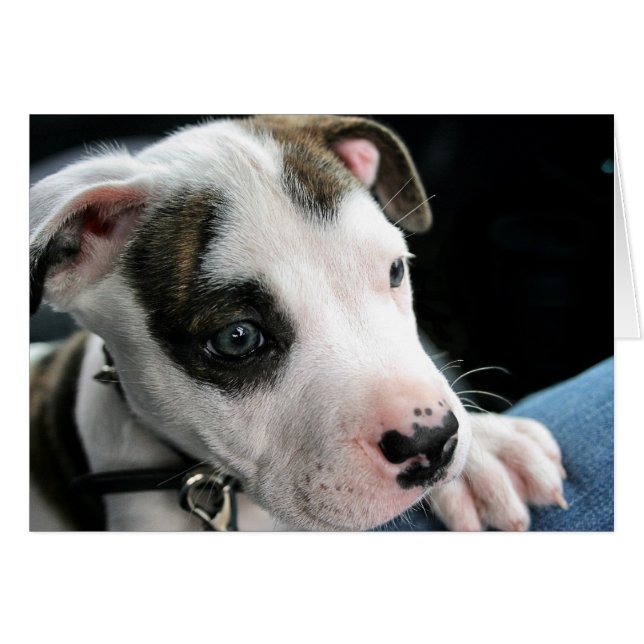 À l'os de pitbull de chiot (Devant horizontal)