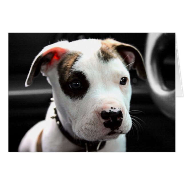 À l'os de pitbull de chiot (Devant horizontal)