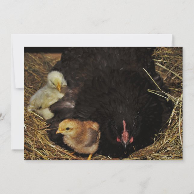 A Mama and Her Chicks (Devant)