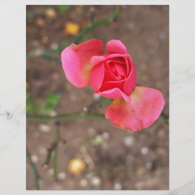 A November rosebud (Devant)