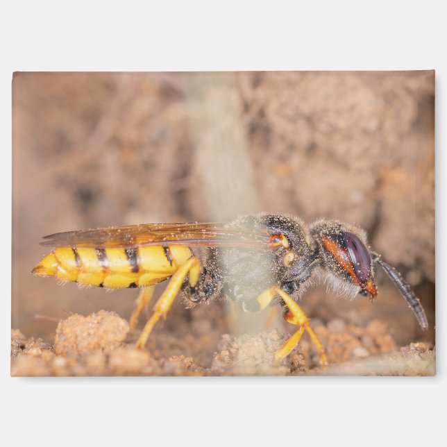 A photograph of a wasp on a magnet (Recto)