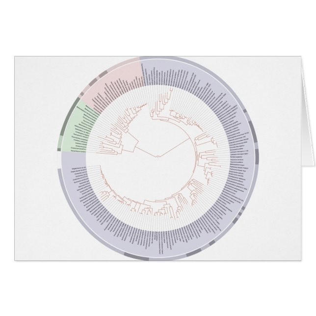 A phylogenetic tree of life Chart (Devant horizontal)