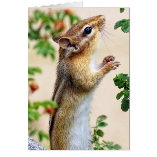 À portée de main - Chipmunk (Devant)