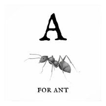 "A" pour Ant Poster