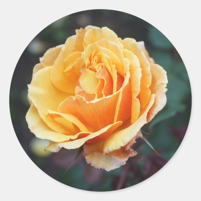 A propos Stickers Rose face #3 (Devant)