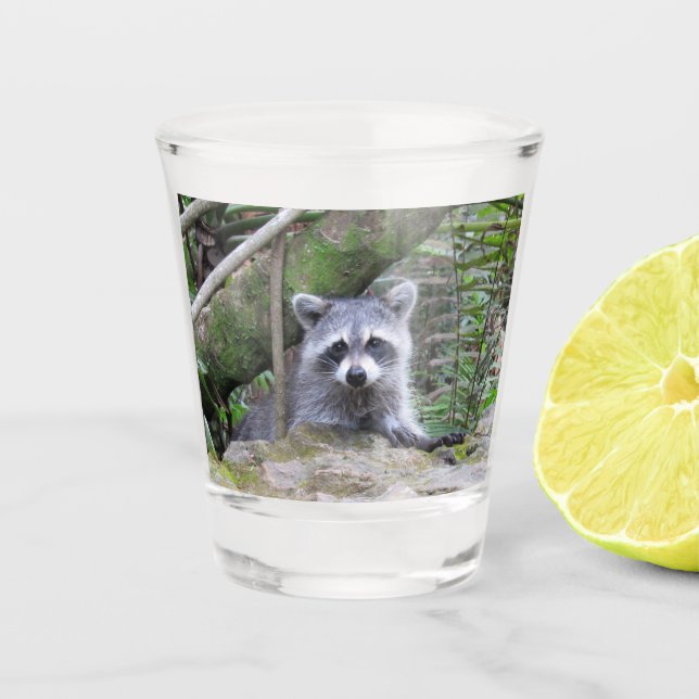 A Shot Bébé adorable Raccoon en verre de tir (Devant)