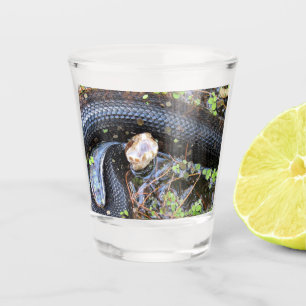 A Shot Verre de prise de serpent de coton