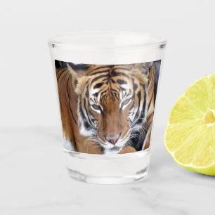 A Shot Verre Tiger